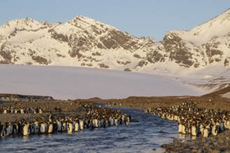 King Penguin (Aptenodytes patagonicus) perched on a rocky beach on South Georgia Island