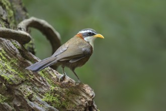 White-browed Scimitar Babbler (Pomatorhinus schisticeps), Bidoup National Park, Vietnam, Asia