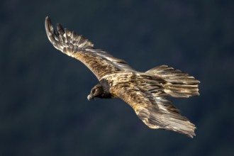 Bearded Vulture (Gypaetus barbatus) juvenile flying, Aragon, Spain, Europe