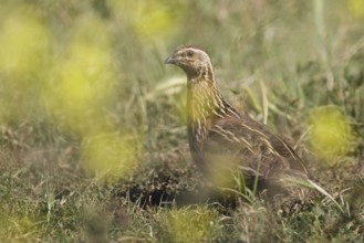 Common Quail (Coturnix coturnix), Western Cape, South Africa, Africa