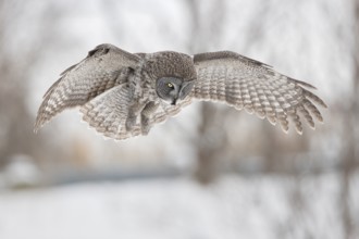 Great Grey Owl (Strix nebulosa) hovering, Quebec, Canada, North America