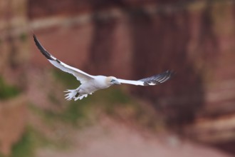 Northern gannet (Morus bassanus) flying over the cliffs, wildlife, Helgoland, Germany, Europe