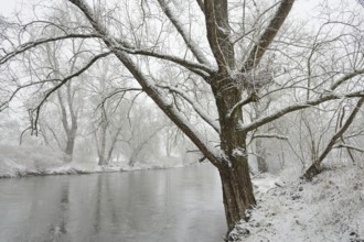 Winter landscape by a river, willows (Salix) on the bank in heavy snowfall, North Rhine-Westphalia,