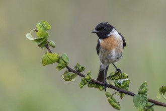 European Stonechat (Saxicola rubicola) male perched on a branch, Poland, Europe