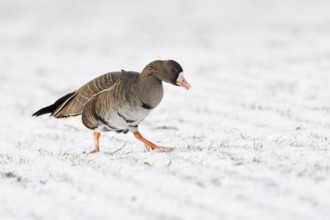 Greater White-fronted Goose (Anser albifrons) on snowy field, North Rhine-Westphalia, Germany,