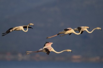 Greater Flamingo (Phoenicopterus roseus) flying, Greece, Europe