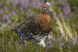 Red Grouse (Lagopus lagopus scotica), Yorkshire, United Kingdom, Europe