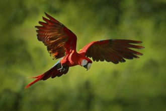 Parrot flight in the green jungle habitat. Red parrot in fly. Scarlet Macaw, Ara macao, in tropical