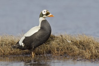 Spectacled Eider (Somateria fischeri) male, Alaska, USA, North America