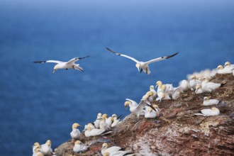 Northern gannet (Morus bassanus) flying over the cliffs, wildlife, Helgoland, Germany, Europe