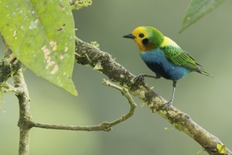 Multicolored Tanager (Chlorochrysa nitidissima) perched on a branch in Colombia, South America
