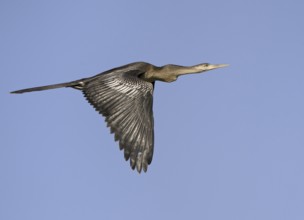 Anhinga (Anhinga anhinga) flying, Florida, USA, North America