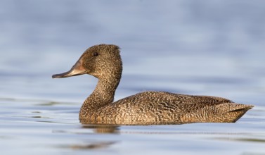 Freckled Duck (Stictonetta naevosa) male, Victoria, Australia, Oceania