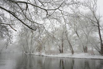 Winter landscape by a river, willows (Salix) and alders (Alnus) on the bank in dense snowfall,