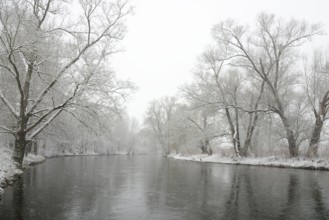 Winter landscape by a river, willows (Salix) on the bank in heavy snowfall, North Rhine-Westphalia,