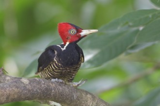 Pale-billed Woodpecker (Campephilus guatemalensis) perched on a branch in Costa Rica, Central