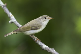 Arctic Warbler - Wanderlaubsänger - Phylloscopus borealis. Russia (Ural)