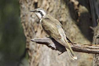 Black-eared Cuckoo (Chrysococcyx osculans), New South Wales, Australia, Oceania