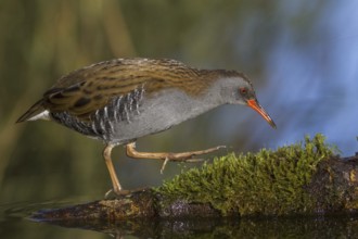 Water Rail (Rallus aquaticus), Cheshire, United Kingdom, Europe