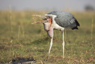Marabou Stork (Leptoptilos crumenifer) feeding on a large catfish, Chobe, Botswana, Africa