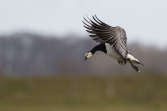 Barnacle Goose (Branta leucopsis) landing, North Rhine-Westphalia, Germany, Europe