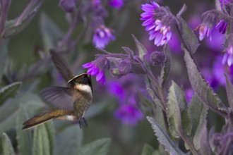 Buffy Helmetcrest (Oxypogon stuebelii) male feeding on flower nectar, Los Nevados National Park,