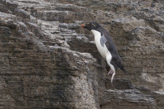 Southern Rockhopper Penguin (Eudyptes chrysocome) hopping, Bleaker Island, Falkland Islands, South