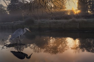 Grey Heron (Ardea cinerea), United Kingdom, Europe
