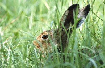European brown hare (Lepus europaeus) sitting in its manger in a meadow, North Rhine-Westphalia,