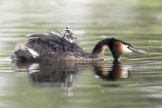 Great Crested Grebe (Podiceps Scalloped ribbonfish) with juveniles, Emsland, Lower Saxony, Germany,