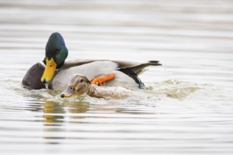 Mallard (Anas platyrhynchos) Mating Germany