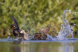 Little Grebe (Tachybaptus ruficollis) fighting, North Rhine-Westphalia, Germany, Europe