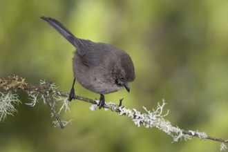 American Bushtit (Psaltriparus minimus), British Columbia, Canada, North America