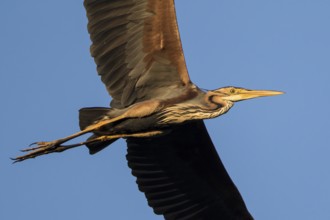 Purple Heron (Ardea purpurea) flying, Baden-Wuerttemberg, Germany, Europe