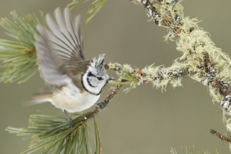 European Crested Tit (Lophophanes cristatus), Switzerland, Europe