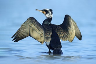 Great Cormorant, Phalacrocorax carbo, sitting in the blue water. Spring on the lake with beutiful