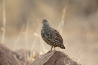 Natal Spurfowl (Pternistis natalensis) perched on a rock, South Africa, Africa