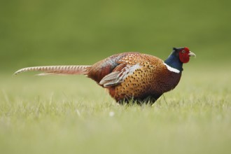 Common Pheasant (Phasianus colchicus) male, Netherlands