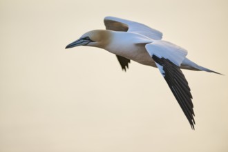 Northern gannet (Morus bassanus) flying over the sea at sunset, wildlife, Helgoland, Germany,