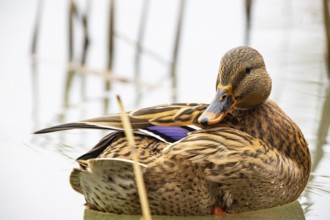 Mallard (Anas platyrhynchos) wbl Germany