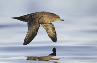 Sooty Shearwater (Ardenna grisea), British Columbia, Canada, North America