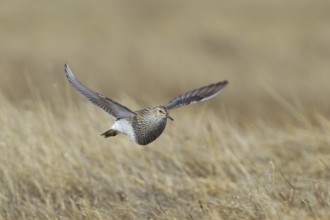 Pectoral Sandpiper (Calidris melanotos) juvenile flying, Alaska, USA, North America