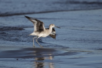 Willet (Tringa semipalmata inornata) taking flight, Santa Rosa, Guatemala, Central America
