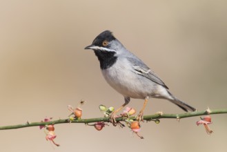 Rüppell's Warbler (Sylvia ruppeli) male, Eilat, Israel, Asia