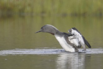 Red-throated Loon (Gavia stellata), Sweden, Europe