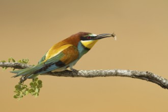 European Bee-eater (Merops apiaster), Portugal, Europe