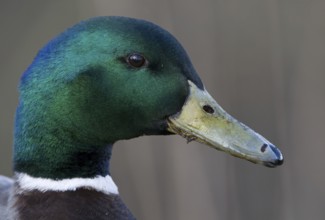 Mallard (Anas platyrhynchos) male, Lower Saxony, Germany, Europe