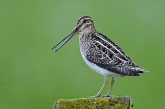 Common Snipe (Gallinago gallinago), Lower Saxony, Germany, Europe