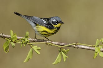 Magnolia Warbler (Setophaga magnolia), Texas, USA, North America