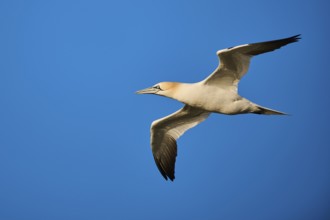 Northern gannet (Morus bassanus) flying in the sky at sunset, wildlife, Helgoland, Germany, Europe